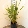 Phormium ten. 'Variegata' - 15 Litre