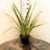 Phormium ten. 'Variegata' - 5 Litre