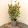 Elaeagnus 'Vivileg' - 10 Litre