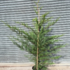 Cupressocyparis leyl. 'Oger' - 15 Litre 180-200cm
