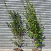 Ligustrum ovalifolium - 15 Litre 180-200cm