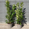 Prunus lauro. 'Rotundifolia' - 10 Litre 100-120cm