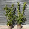 Prunus lauro. 'Rotundifolia' - 15 Litre 140-160cm