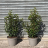 Prunus lusit. 'Angustifolia' - 10 Litre 60-80cm