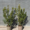 Prunus lusit. 'Brenelia' - 15 Litre 120-140cm