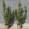 Prunus lusit. 'Brenelia' - 15 Litre 140-160cm