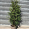 Thuja occ. 'Brabant' - 15 Litre 140-160cm