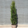 Thuja occ. 'Smaragd' - 15 Litre 140-160cm