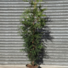 Thuja plic. 'Atrovirens' - 15 Litre 140-160cm
