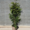 Thuja. plic. 'Excelsa' - 15 Litre 160-180cm